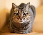 Close-up of a tabby cat with green eyes and striped fur.