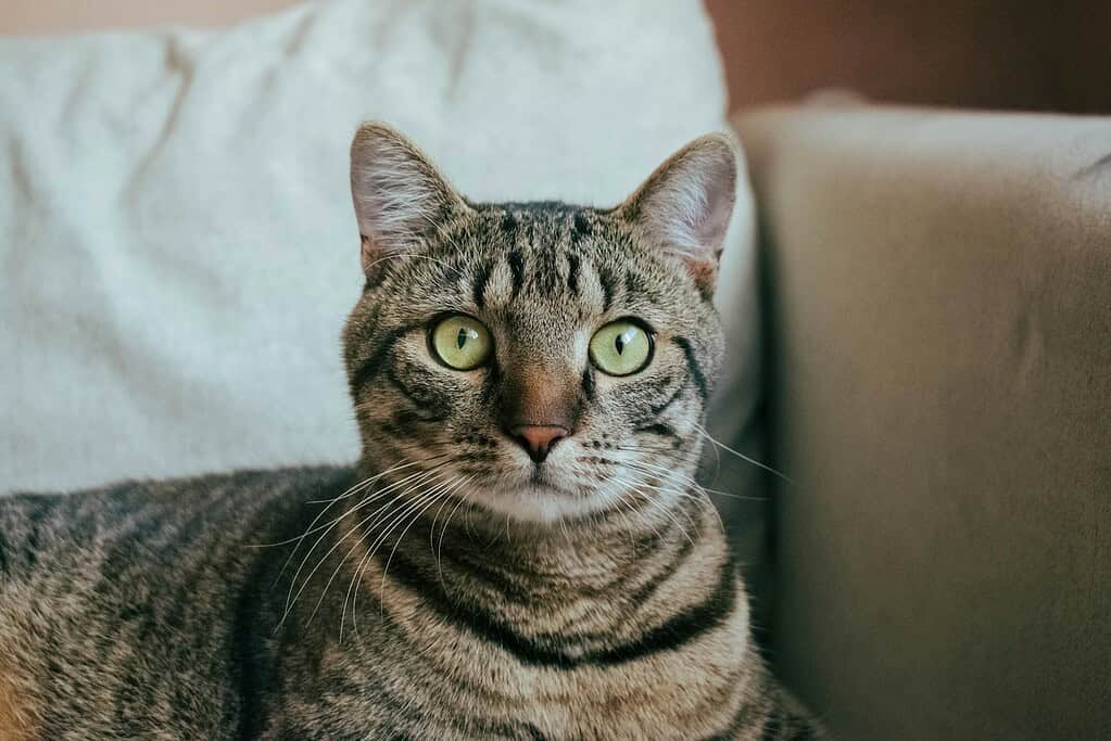 Close-up of a tabby cat with green eyes sitting on a beige couch.