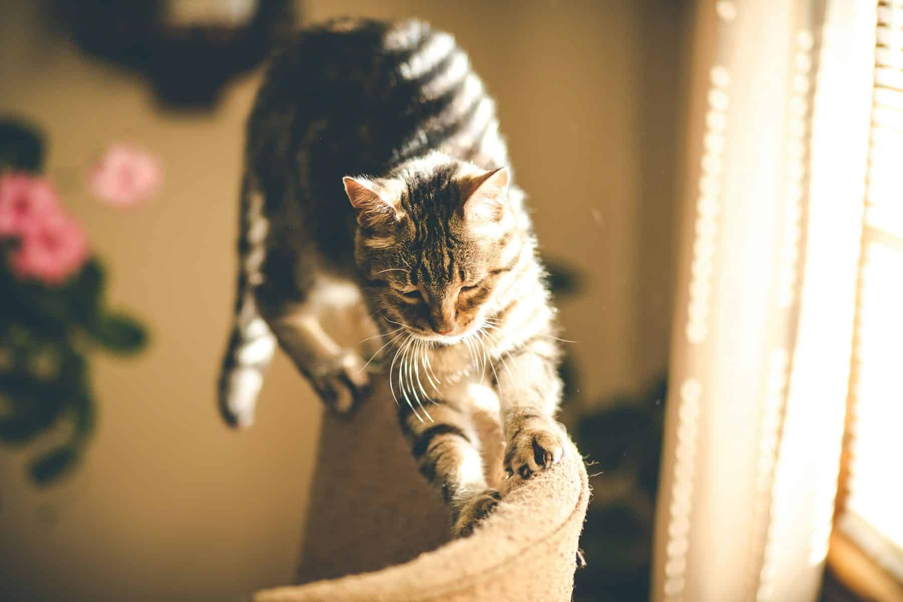Adorable tabby cat stretching up a tall sisal scratching post instead of the sofa
