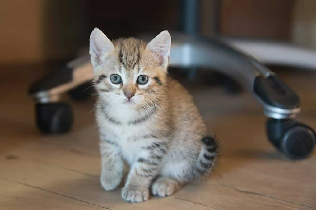 Adorable tabby kitten sitting on a wooden floor looking up at the camera