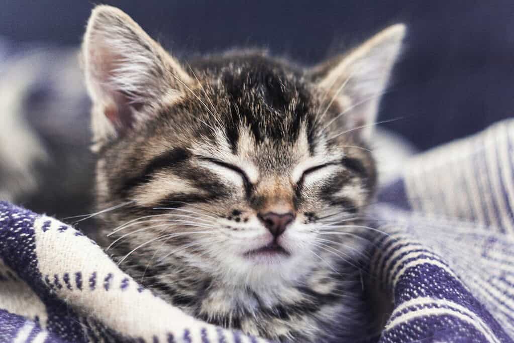Adorable tabby kitten with closed eyes resting on a blanket.