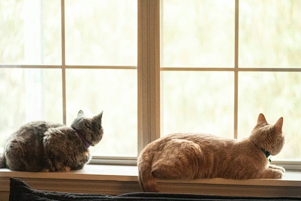 Two cats lying on a windowsill with sunlight streaming in.