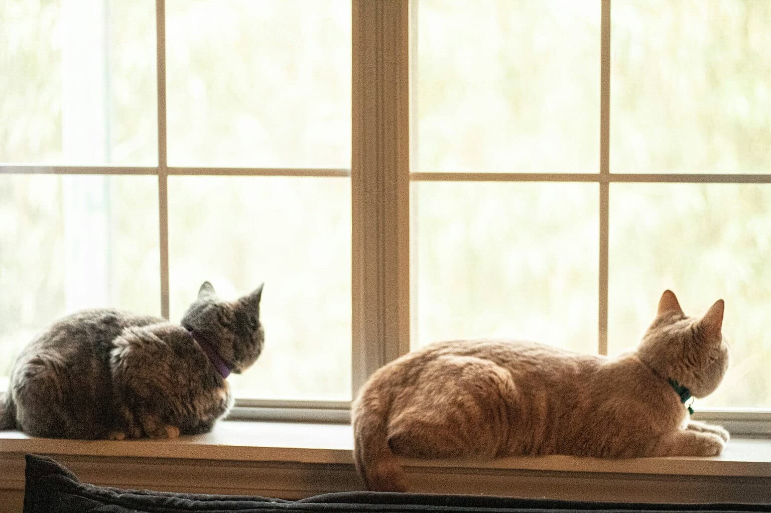 Two cats lying on a windowsill with sunlight streaming in.