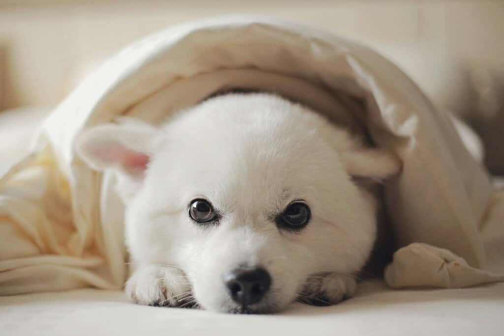 Adorable white puppy lying under a blanket.