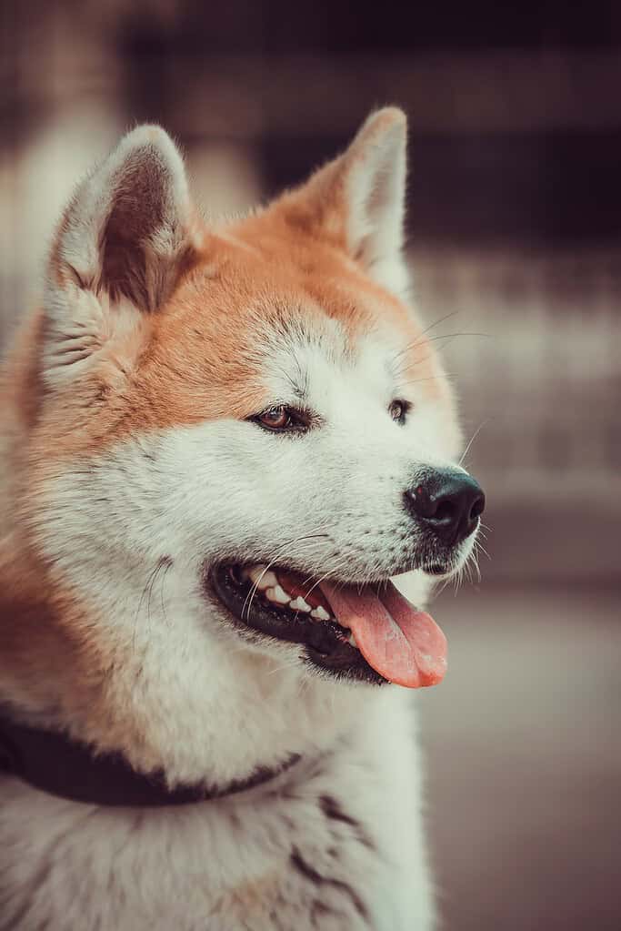 Red and white Akita Inu in a dark collar in side profile facing right with tongue out, blurred building background.