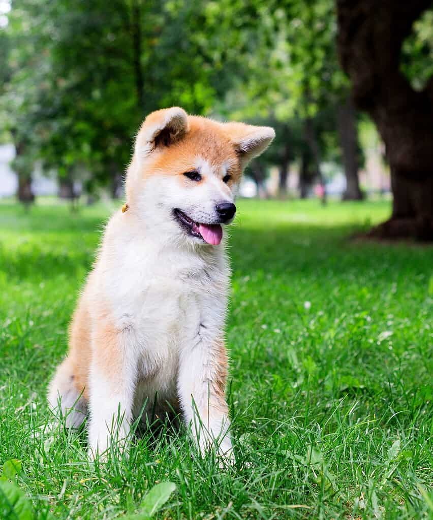 Adorable Shiba Inu puppy sitting on grass in a park with trees in the background.