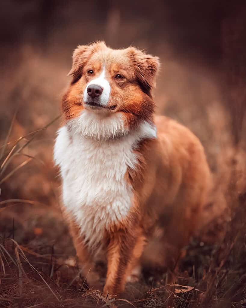 Red Australian shepherd standing in autumn-coloured grass