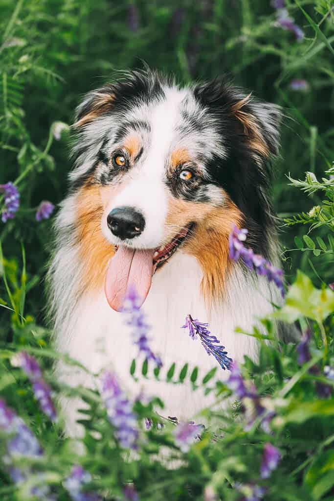 Blue merle Australian shepherd with a red collar sitting among purple vetch flowers and green plants with its tongue out.
