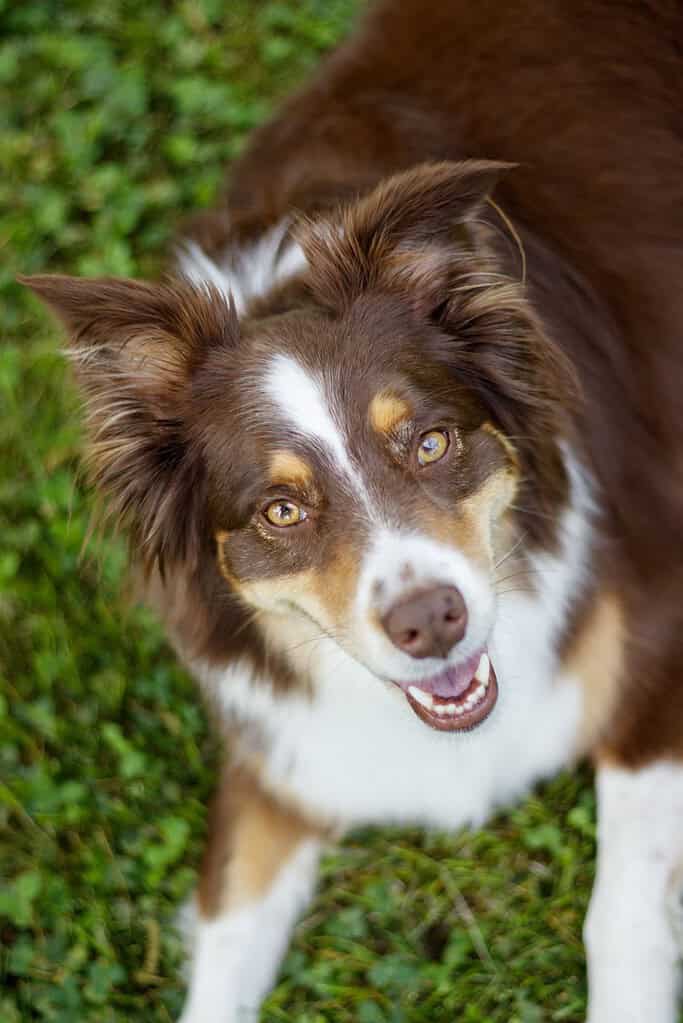 Red tricolour Australian Shepherd standing on grass looking up at camera with mouth open, viewed from above.