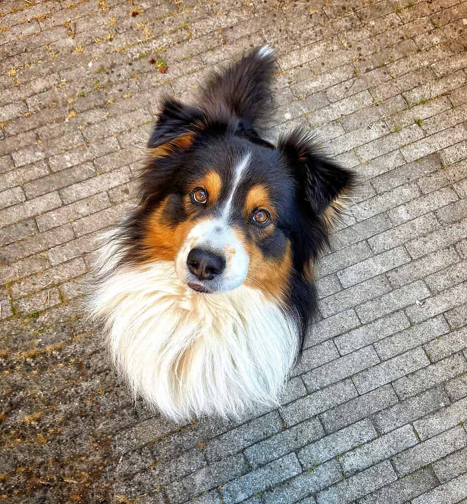 Black tricolour Australian Shepherd sitting on a brick-paved path looking up at camera, viewed from above.