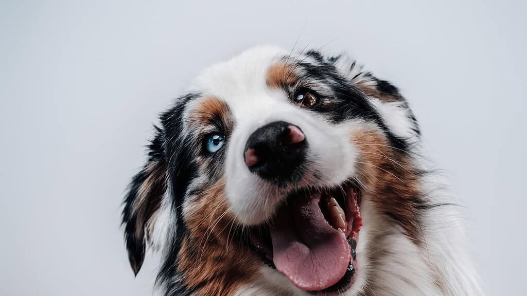 Australian shepherd with its mouth wide open mid-yawn