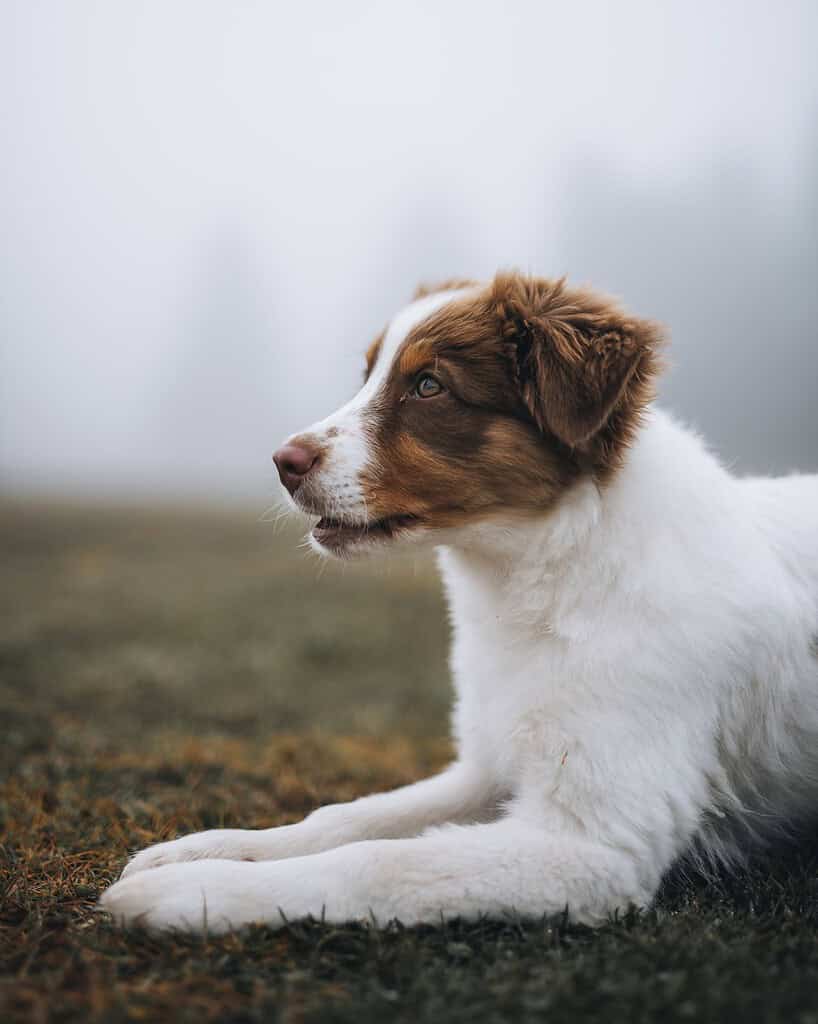 Australian shepherd puppy lying in a foggy field in dim winter light