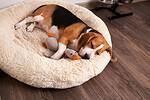 Beagle asleep in a round fluffy dog bed with a stuffed duck toy, on a wooden floor