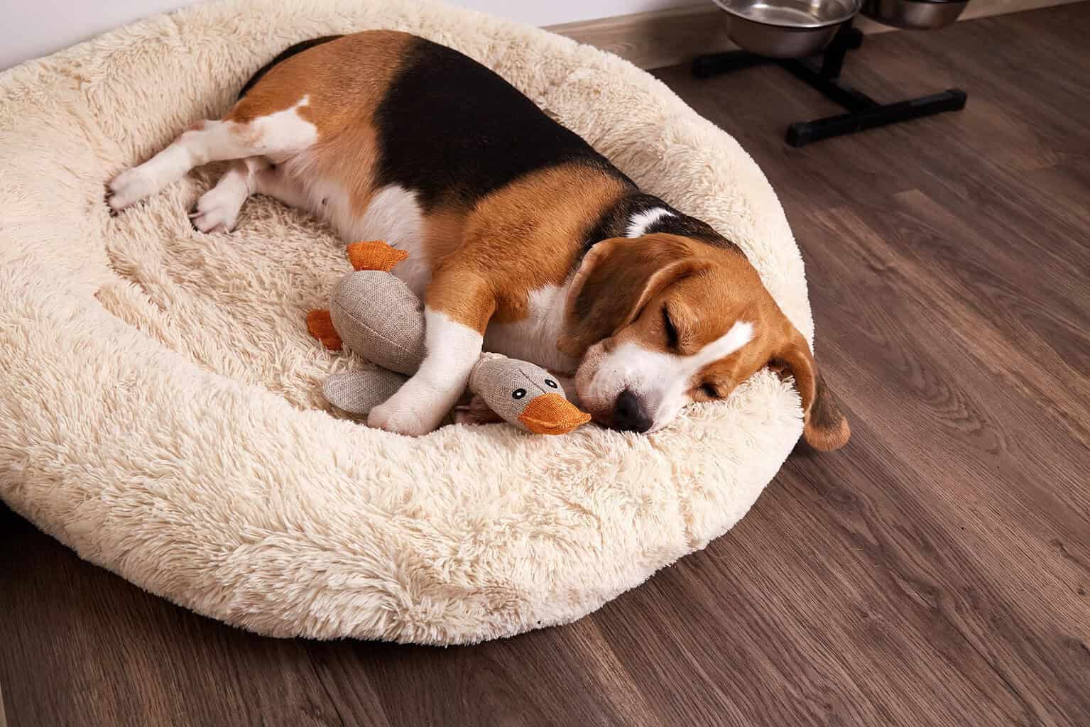 Beagle asleep in a round fluffy dog bed with a stuffed duck toy, on a wooden floor