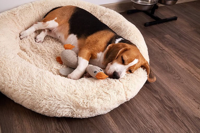 Beagle asleep in a round fluffy dog bed with a stuffed duck toy, on a wooden floor