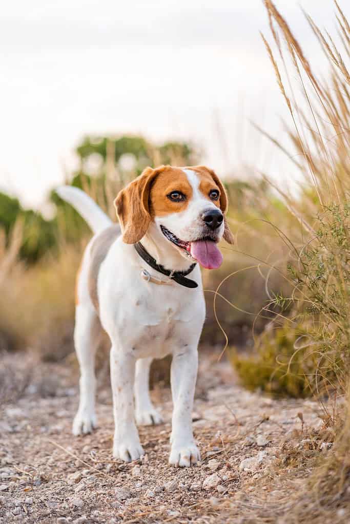 Tricolour Beagle wearing a dark collar standing on a dirt path with tongue out, dry grasses and shrubs around at golden hour.