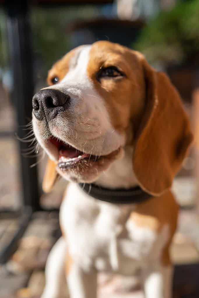 Tricolour beagle in a black collar looking up to the left with mouth open, shot from below outdoors.