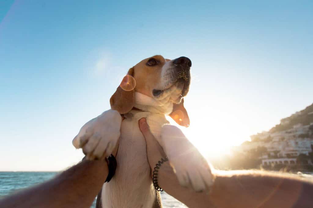 Beagle held up in the air by its owner on a sunny beach with the sea behind.