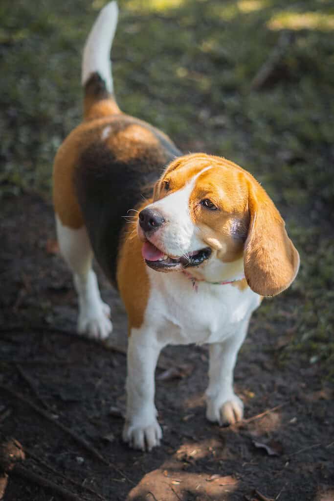Tricolour Beagle in a thin pink collar standing on a dirt and grass path looking up to the right with tongue out, viewed from above in dappled light.