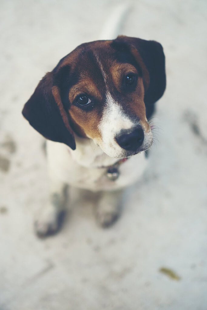 Cute dog with brown and white fur looking up at the camera.