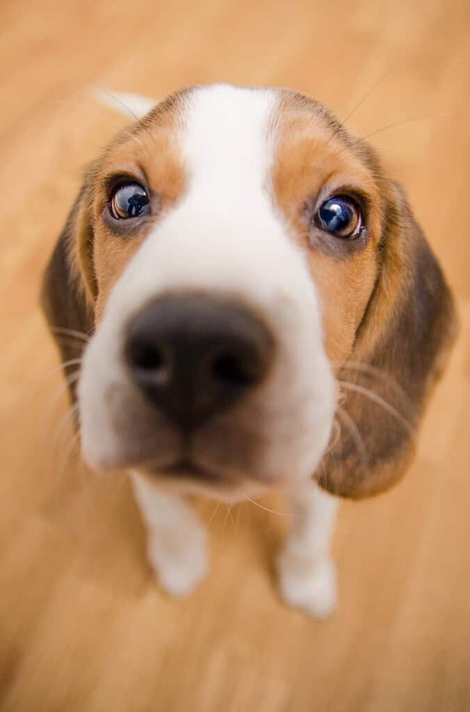 Tricolour Beagle puppy sitting on a wood floor looking up at camera with its nose close to the lens.