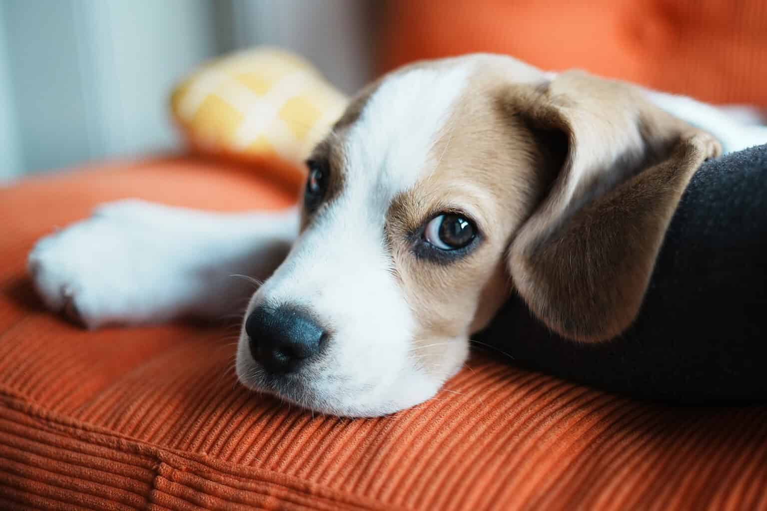Beagle puppy resting its chin on an orange sofa cushion with a relaxed, sleepy look