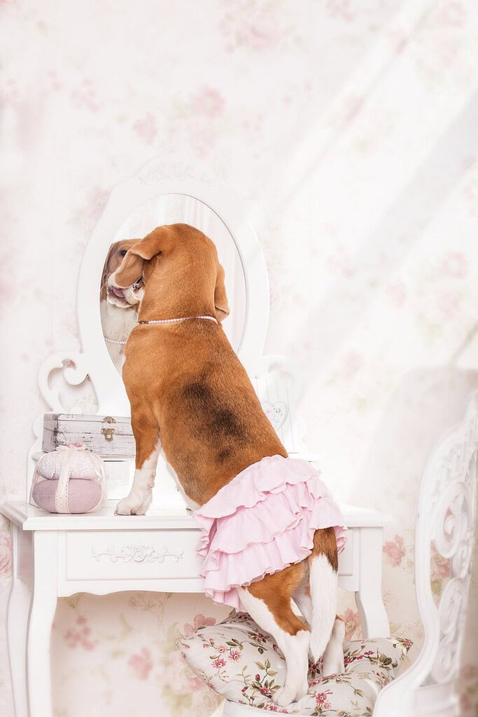 Beagle wearing a pink ruffled skirt and pearl collar standing.