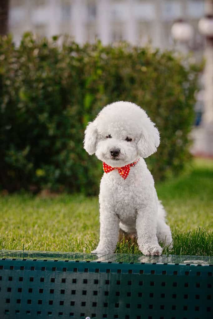 Adorable white poodle wearing a red polka dot bow tie outdoors.