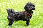 Black curly-coated dog wearing a red harness on a green lawn
