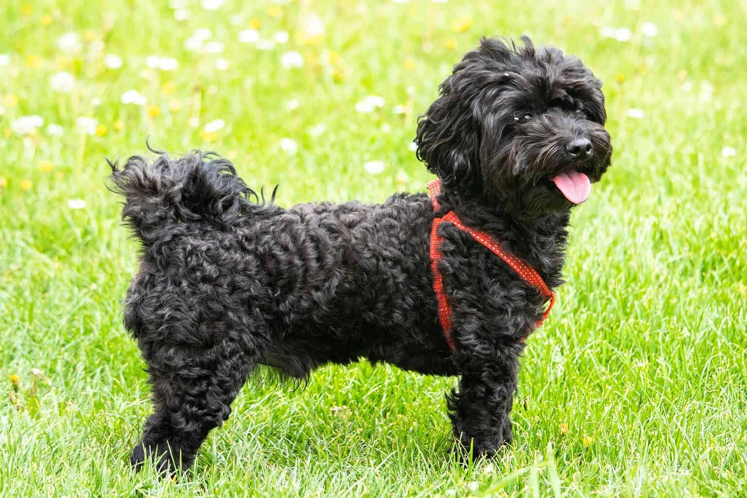 Black curly-coated dog wearing a red harness on a green lawn