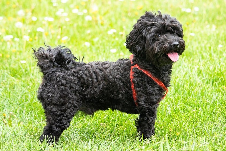 Black curly-coated dog wearing a red harness on a green lawn