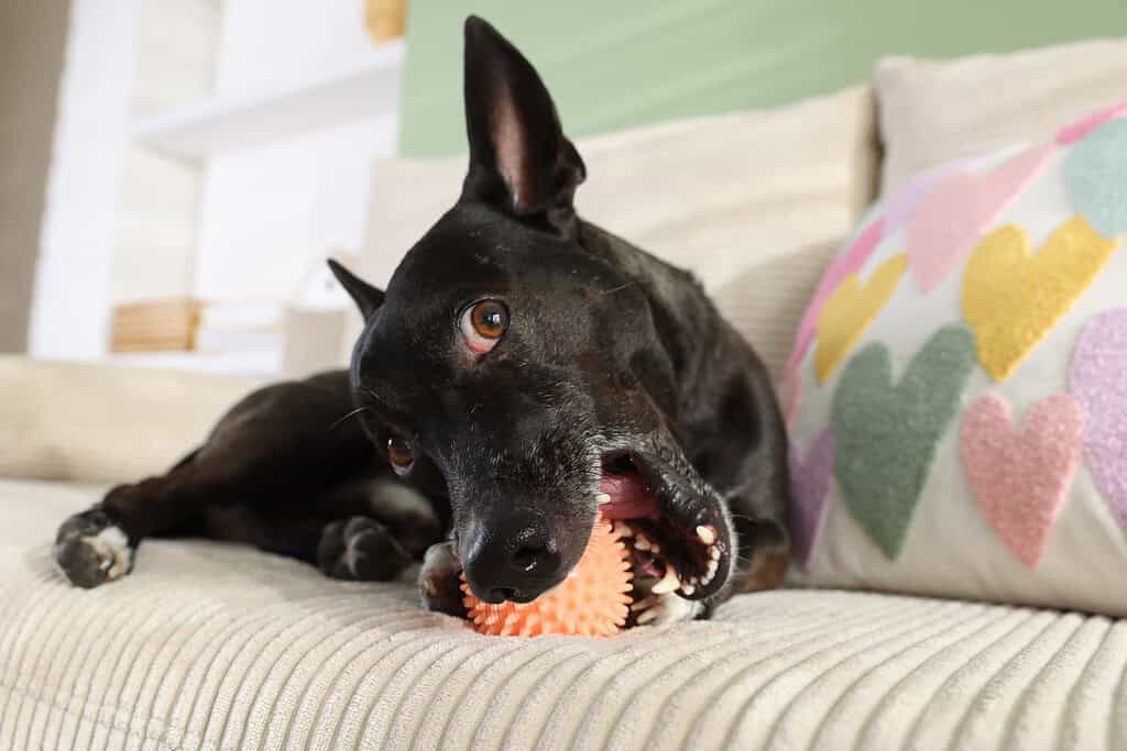 Black dog lying on a sofa chewing an orange rubber spiky ball