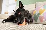 Black dog lying on a sofa chewing an orange rubber spiky ball