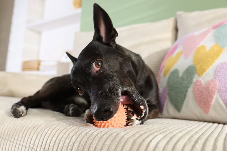 Black dog lying on a sofa chewing an orange rubber spiky ball