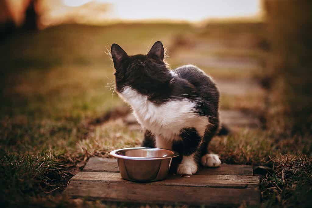 Black-and-white cat standing beside a metal bowl on a wooden board in the grass at sunset