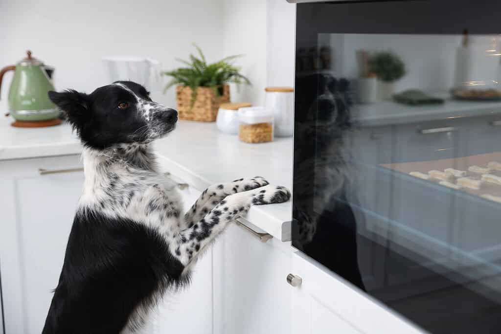 Border collie with front paws on a kitchen counter, counter surfing for holiday food