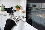 Border collie with front paws on a kitchen counter, counter surfing for holiday food