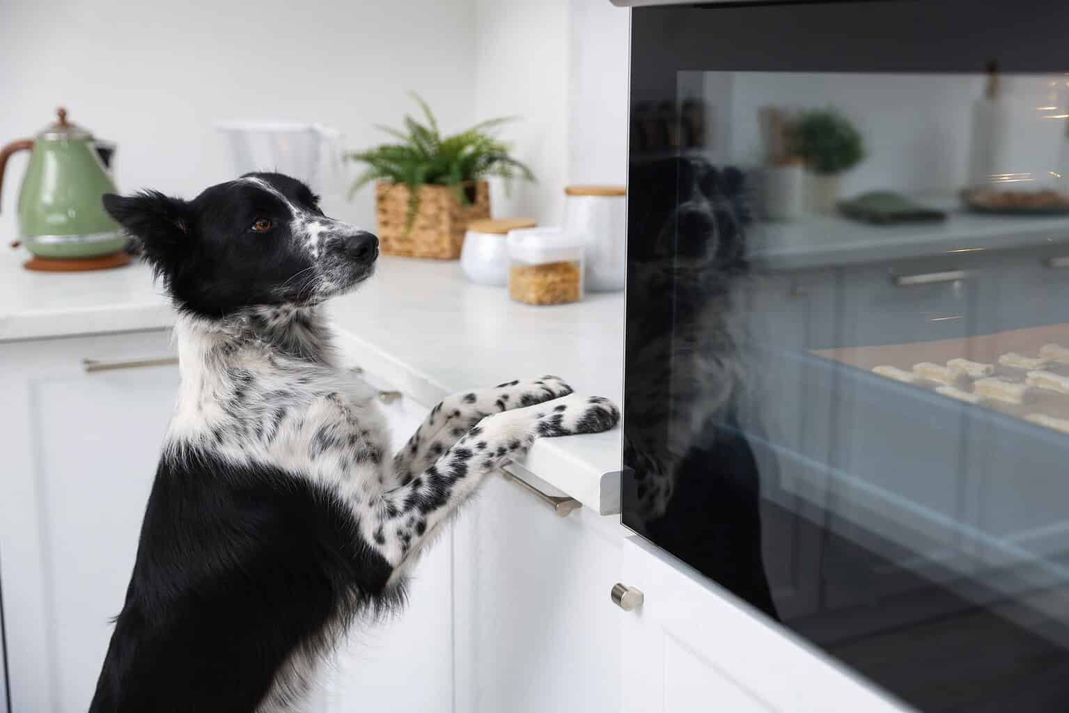 Border collie with front paws on a kitchen counter, counter surfing for holiday food