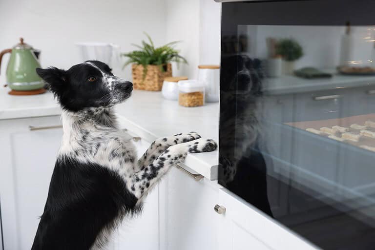 Border collie with front paws on a kitchen counter, counter surfing for holiday food