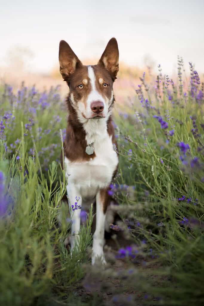 Dog with brown and white fur sitting in a lavender field during daytime.