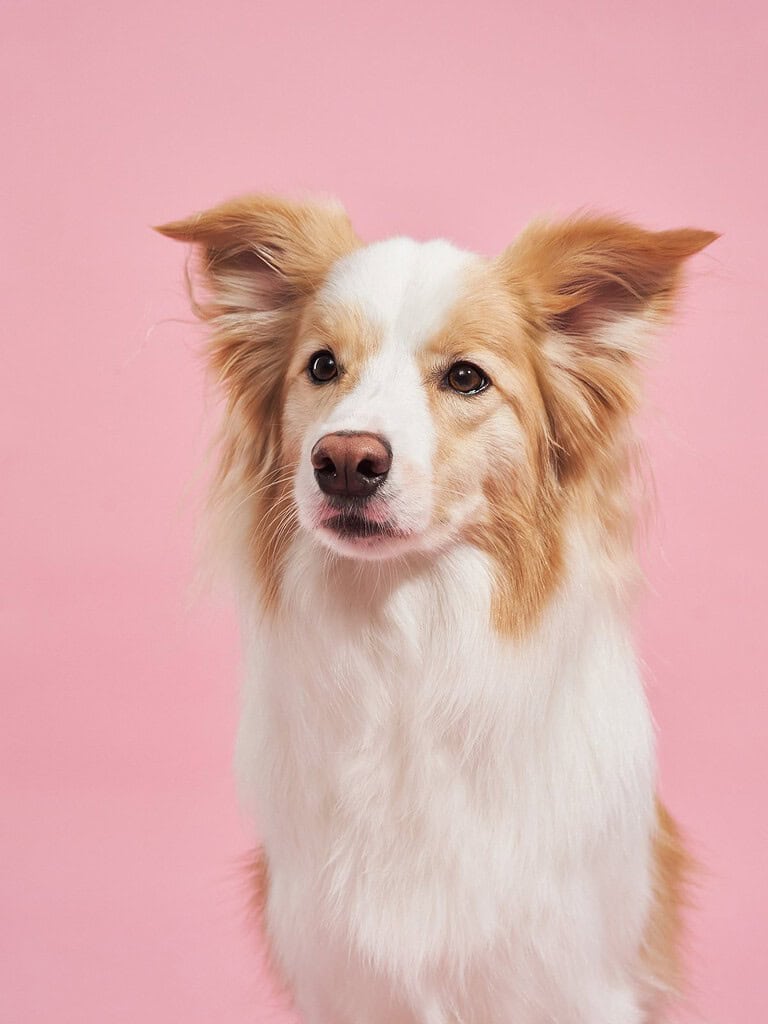 Red and white Border Collie type dog sitting and looking at camera against a pink studio background.