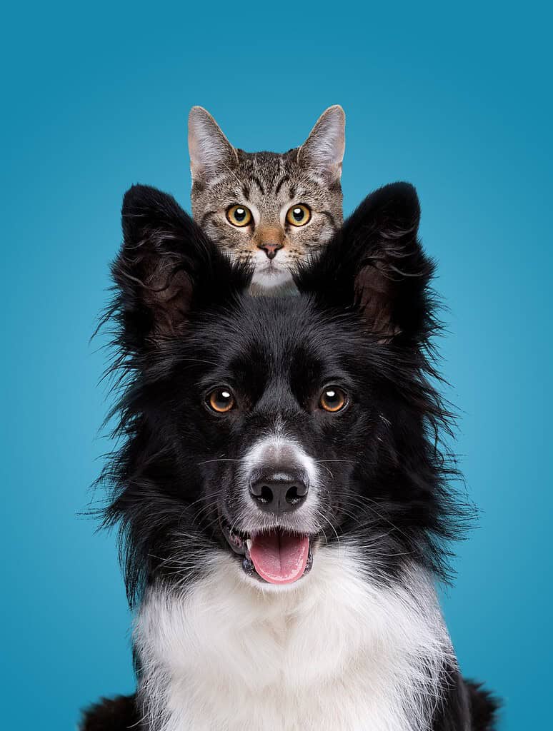 Adorable cat and dog with a blue background, looking at the camera.