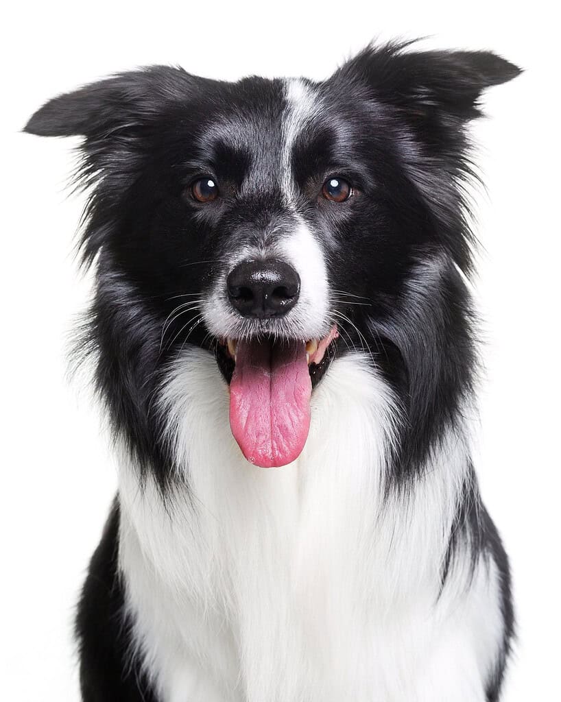Close-up of a happy black and white Border Collie with tongue out.