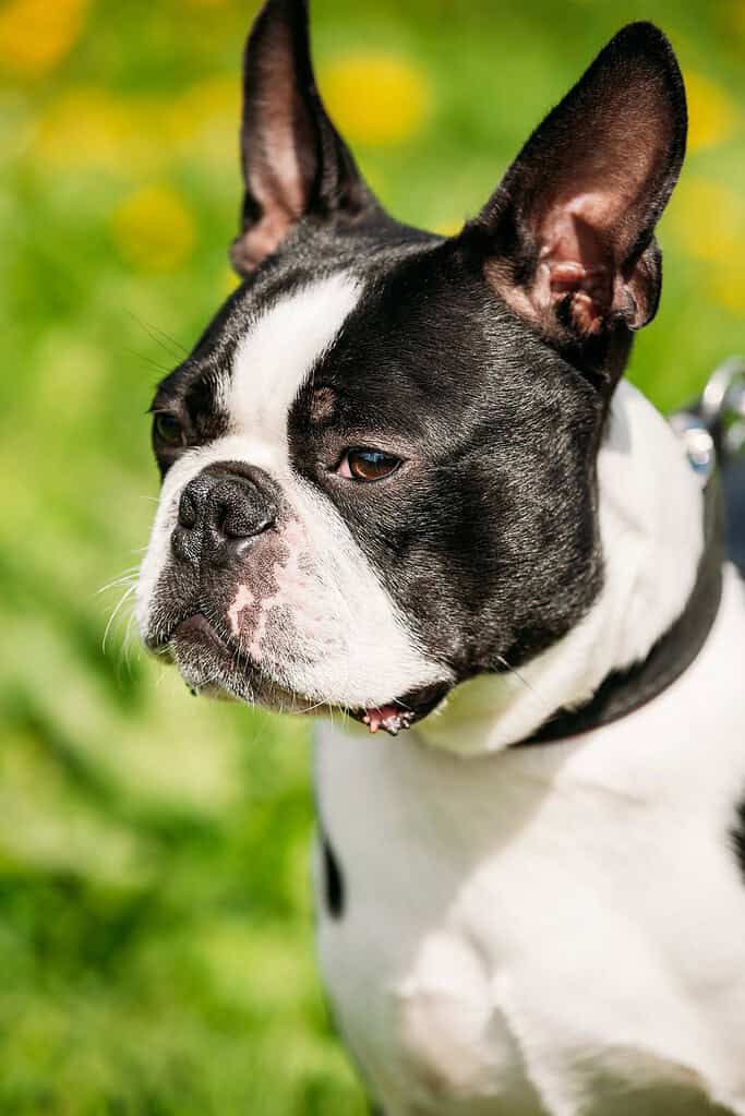 Black-and-white Boston terrier head and chest in a harness looking to the left against blurred green grass and yellow flowers.