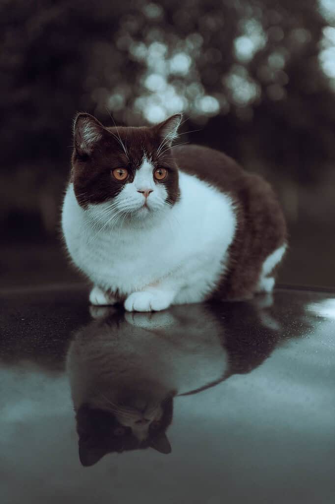 Adorable black and white cat with yellow eyes sitting on a car surface.