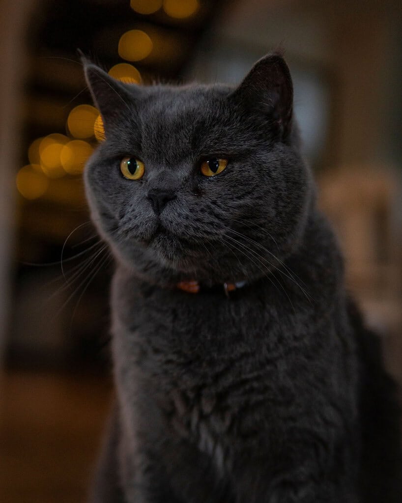 Grey British Shorthair cat with orange eyes wearing a collar sitting indoors looking to the left.
