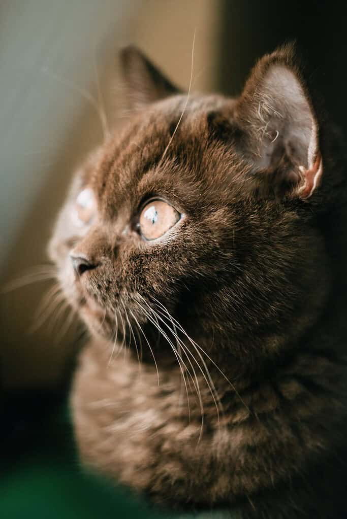 Close-up of a chocolate brown British Shorthair cat's face in profile looking up to the left, dark blurred background.