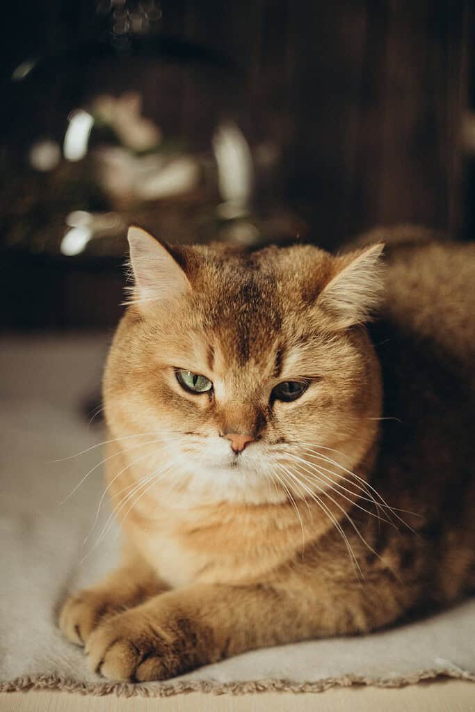 Close-up of a relaxed tabby cat with green eyes lying on a soft surface.