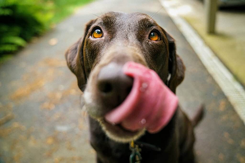 Brown dog licking its nose while looking up at the camera on a paved path