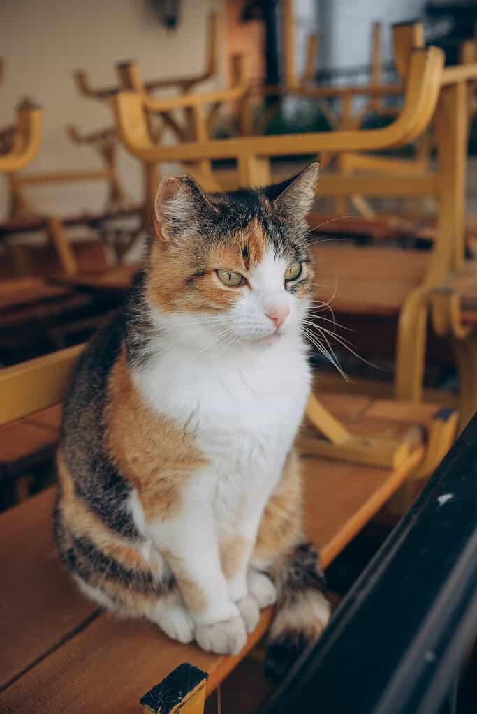 Calico cat sitting on a wooden bench outdoors among stacked yellow cafe chairs, looking to the right.